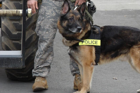 K-9 Sergeant Charged After Police Dogs Die