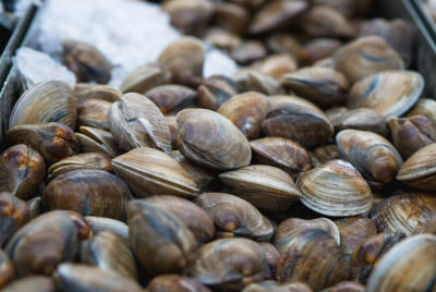 Manila Clams