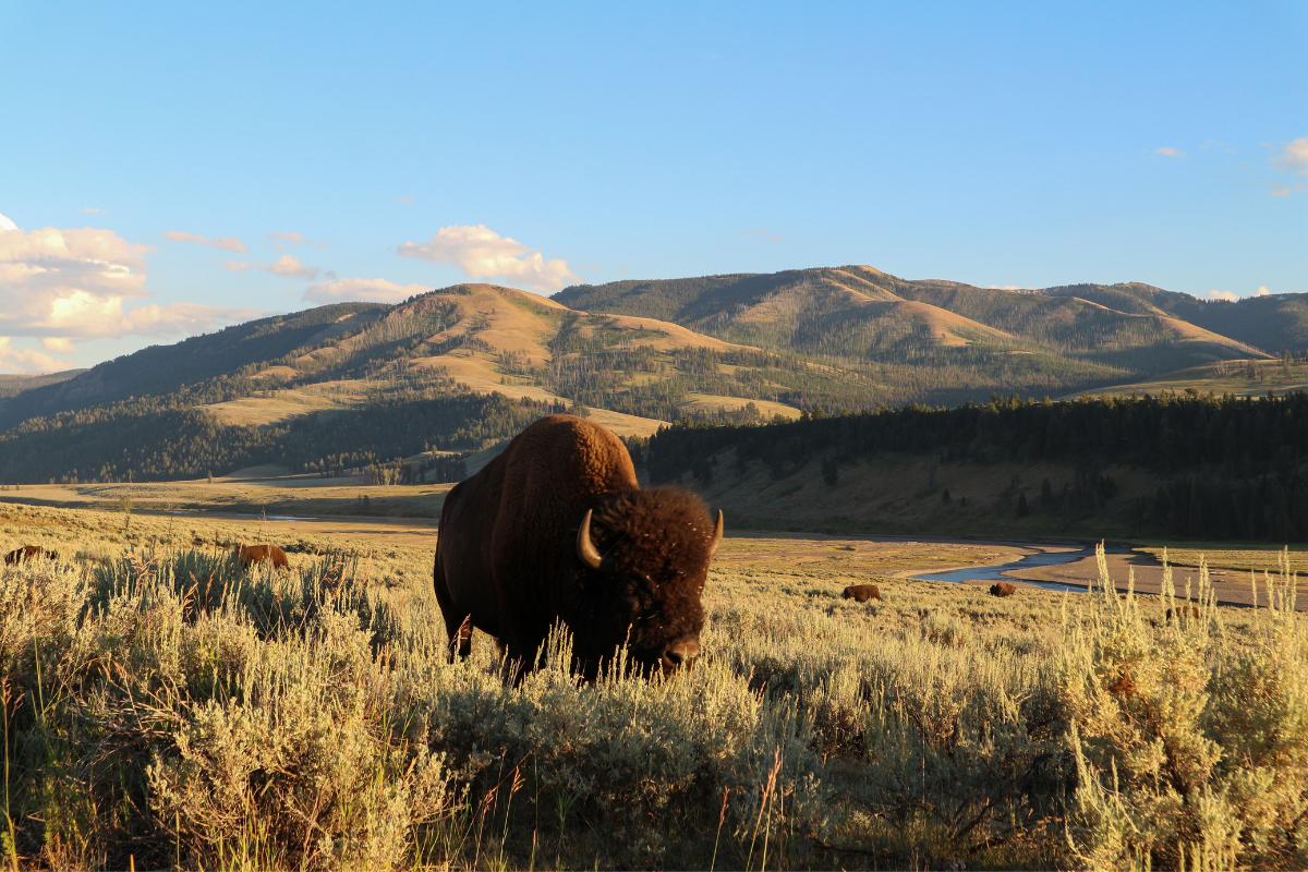 Grandfather Tossed Like a Rag Doll by Rampaging Bull Bison at Yellowstone – Then Cracks Jokes About Ordeal