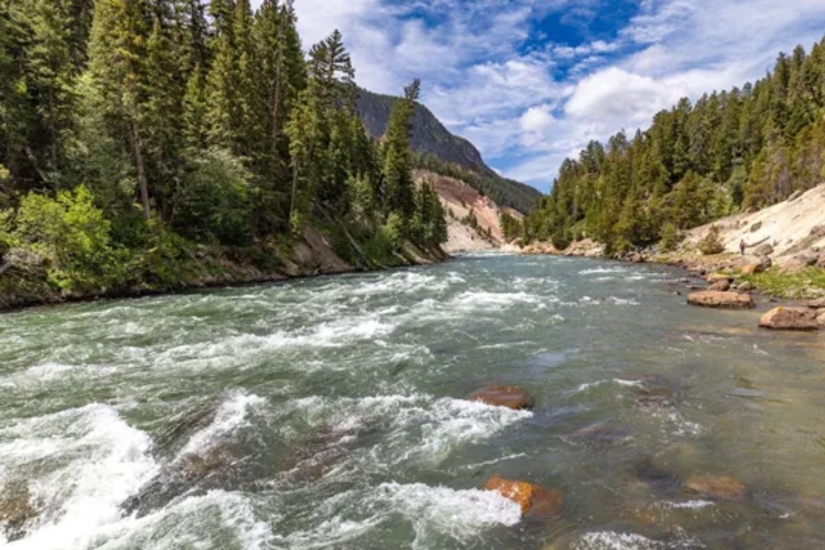 Yellowstone Tourist Tossed 8 Feet by Giant Bison After Stopping to Take Photo