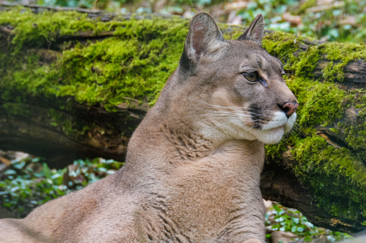 Mountain lion stalk