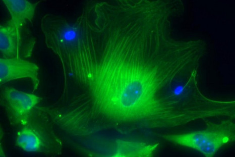 Stem cell research