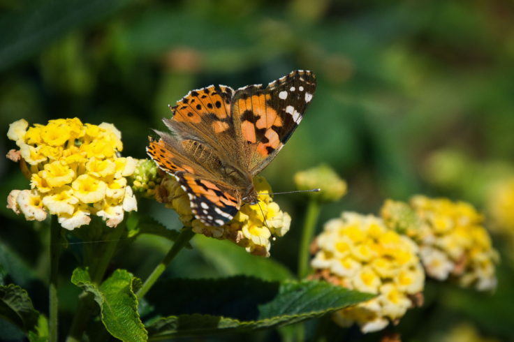 Painted Lady Butterfly