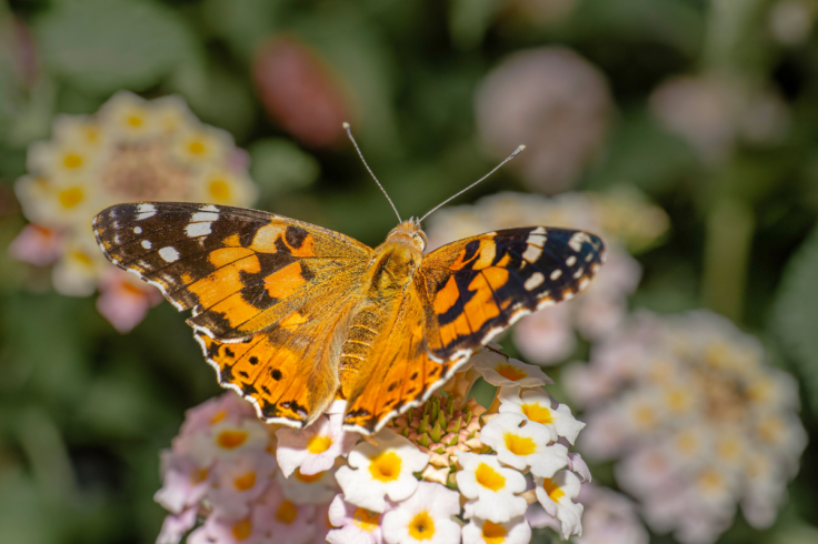 Painted Lady Butterfly