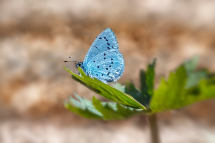 holly blue butterfly