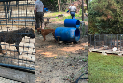 Horry Country Police Department Animal Abuse Arrest