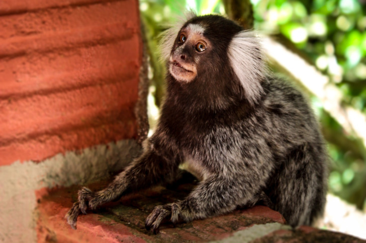 Rescued marmoset Oyster begins new life at specialist sanctuary