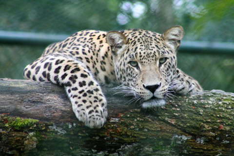 Wildlife experts rescue leopard after five-hour operation in India