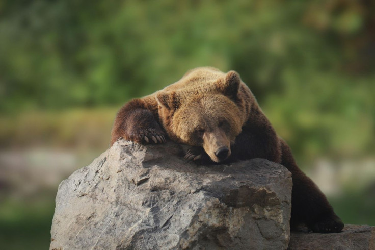Bear
