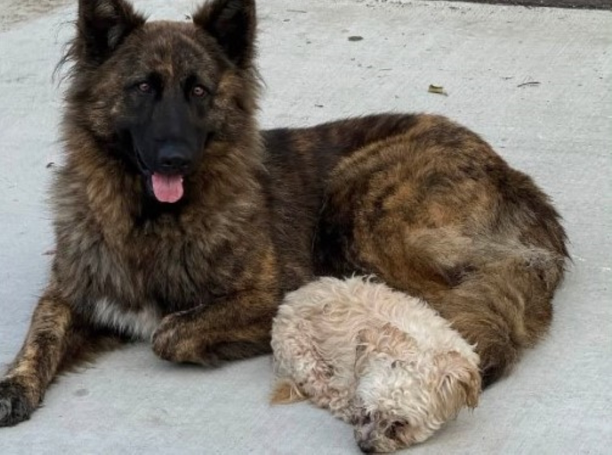German shepherd and Shih Tzu
