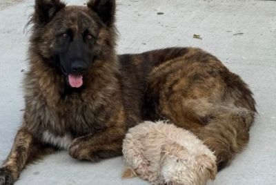 German shepherd and Shih Tzu