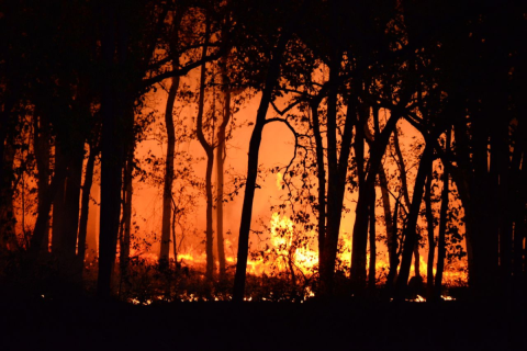 Wildfire
