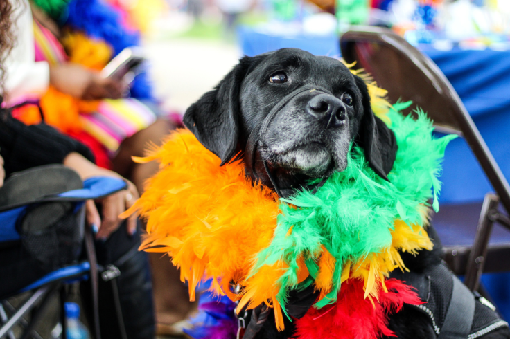 Dog at an event