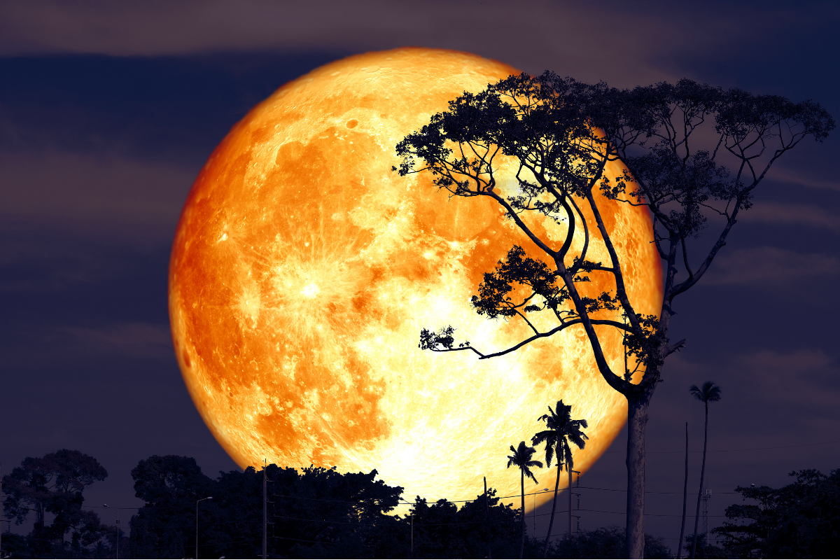 Full Buck Moon Rising When To See July s Showpiece In The Night Sky 