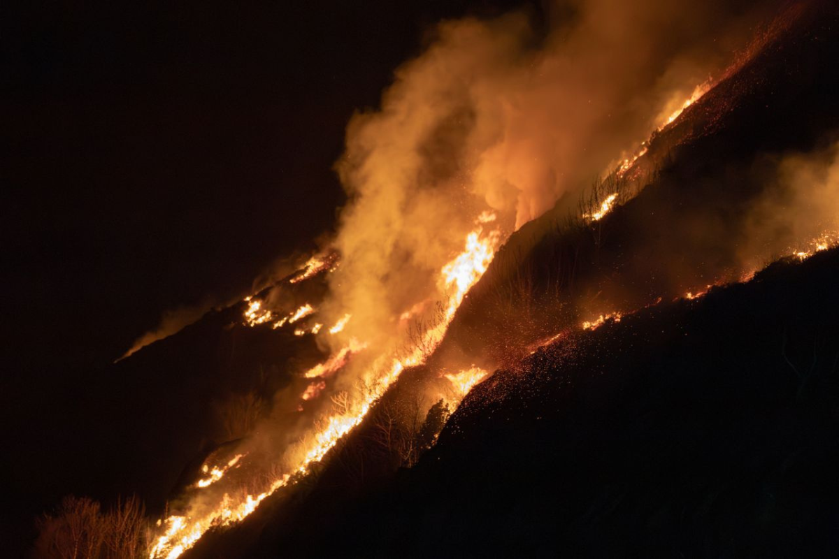 Forest wildfire