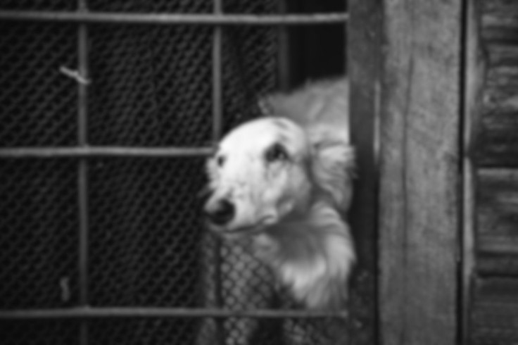 Pet kept in cage