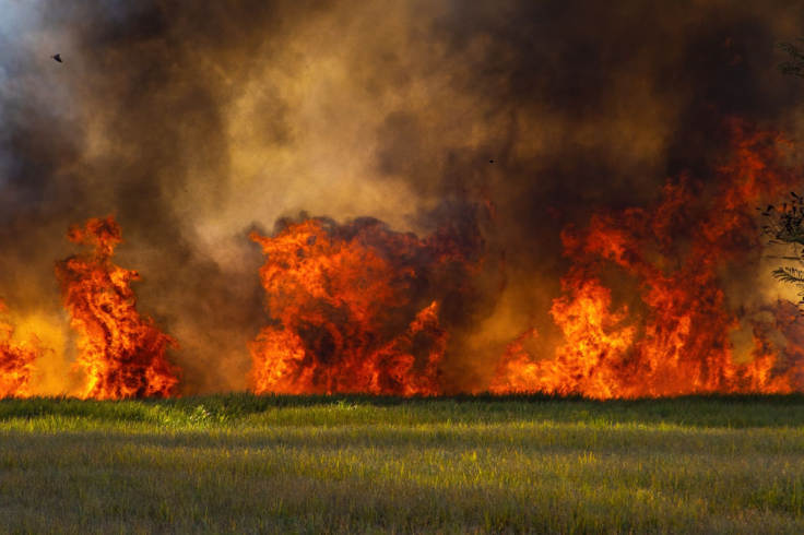 Suffolk Council Scraps Climate Emergency Declaration Just Before Devastating Wildfire