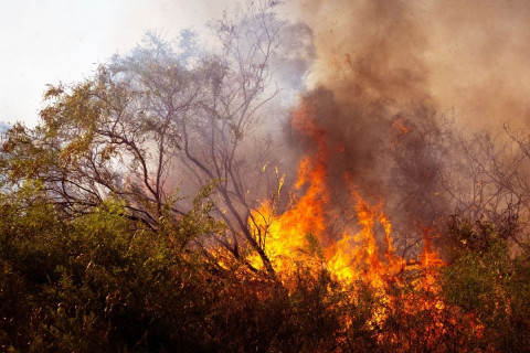 forest-fire-for-visualization