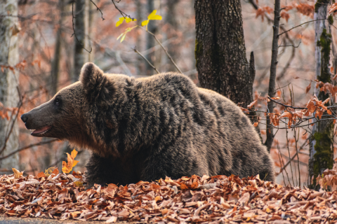 Romania Bear Cull 900