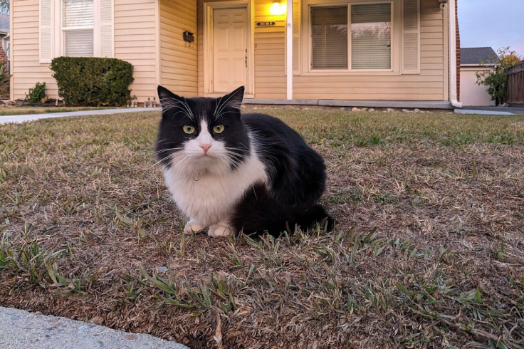 Police and RSPCA Sued Over Disabled Cat