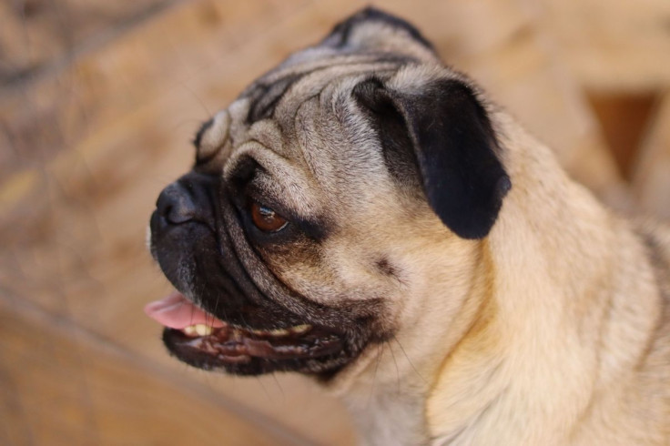 close-up-picture-of-pug
