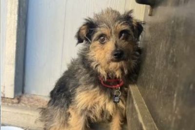 Dog named Burt