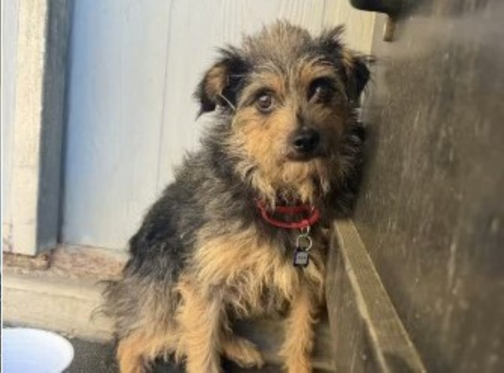 Dog named Burt