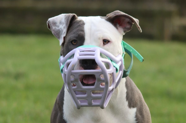 Dog wearing Basket Muzzle