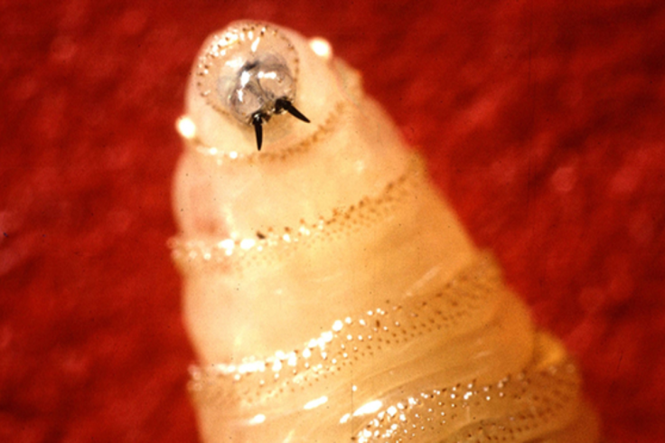 New World Screwworm Spreads North as US Steps Up Livestock