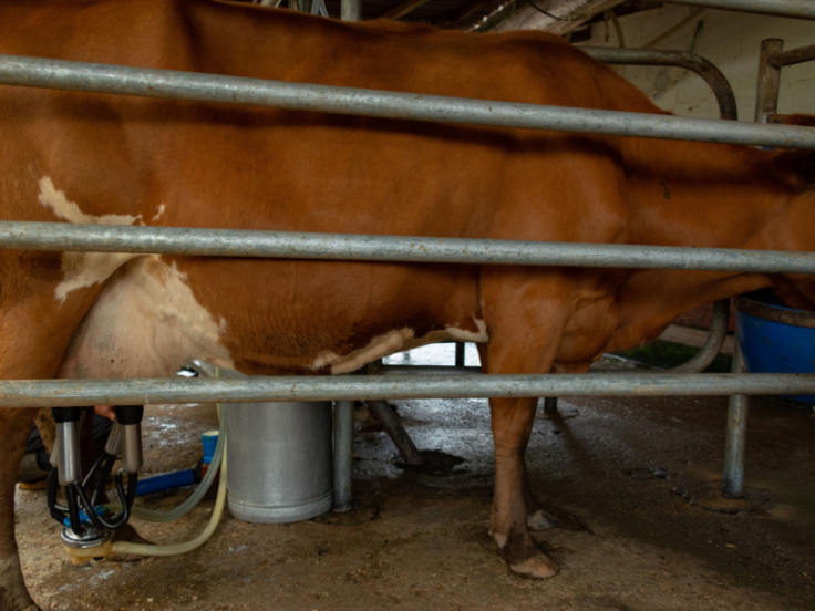Heatwave Lower Milk Production