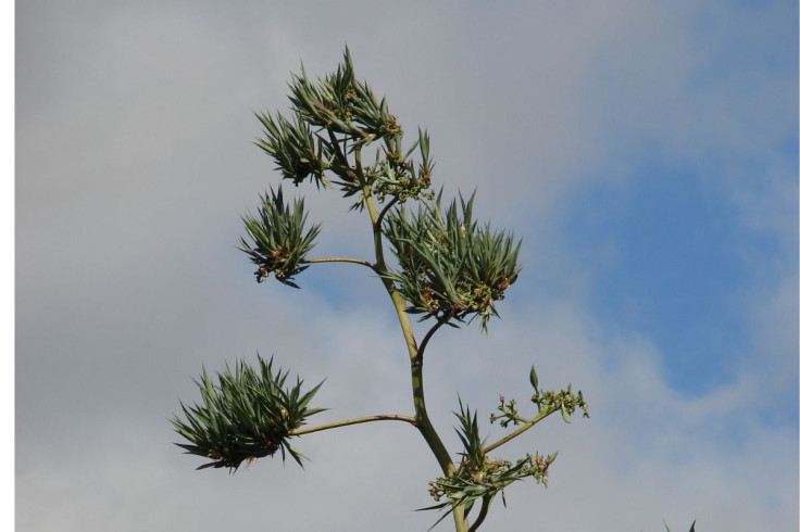 Agave sisalana flower spike reaching into a blue sky.