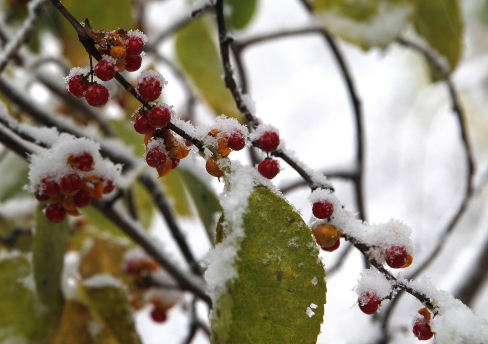 Snow hangs on berries and leaves as an early winter storm starts in Nyack, New York