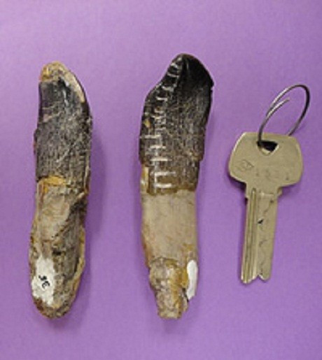 Camarasaurus teeth, from the Dinosaur National Monument, which were used in the study.