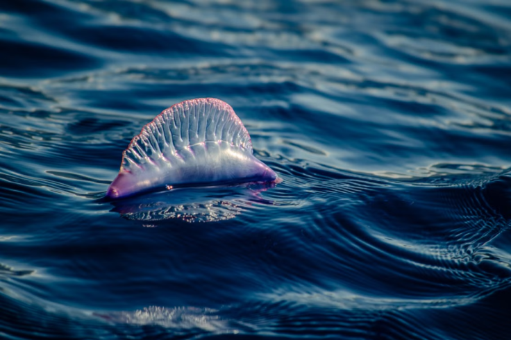 Portuguese Man o' War