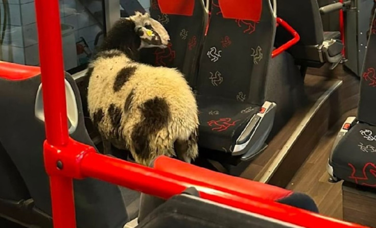A runaway sheep in a bus