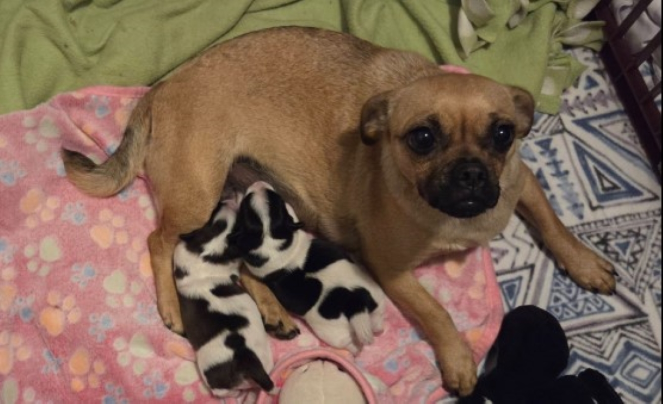 Pug-mix dog birthed spotted puppies
