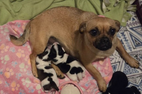 Pug-mix dog birthed spotted puppies