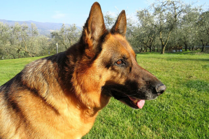 UK Dog Owner Charged With Manslaughter