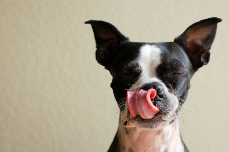 Urgent Dog Food Recall