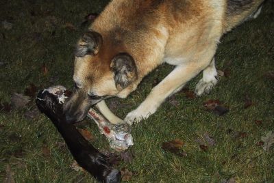 Dog Eating During Pet Food Recall Alert