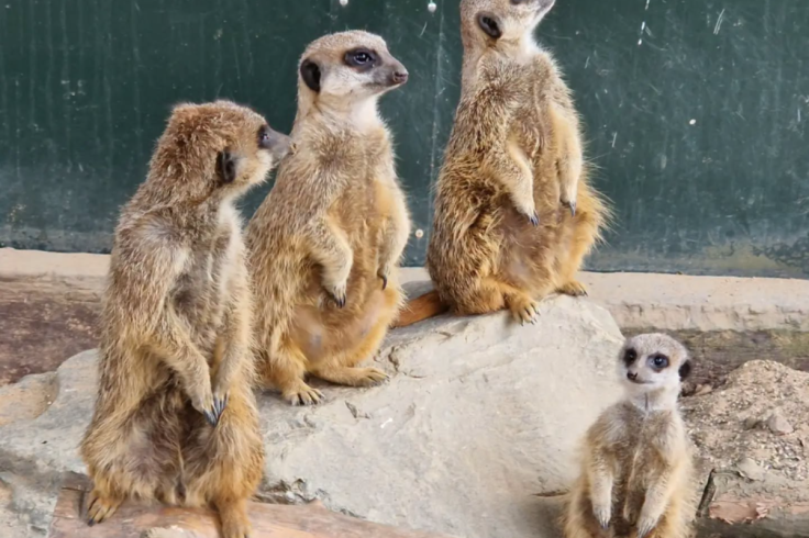 Mob of Meerkats Die Due To Tunnel Collapse