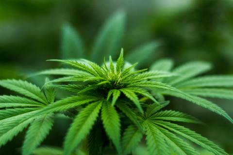 Canada Cannabis Market