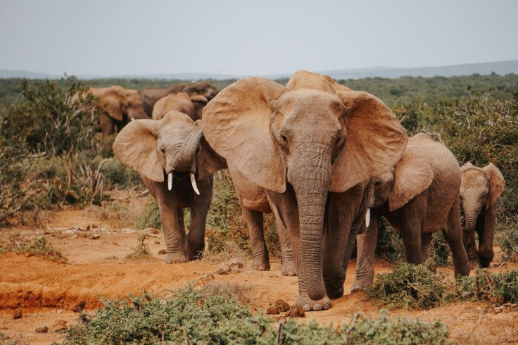 Elephants