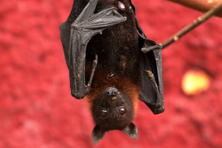 Bats Help Humans Beat Cancer
