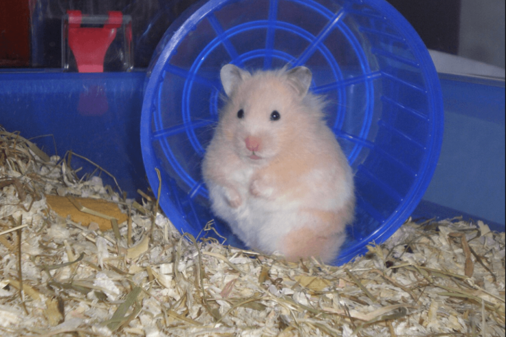 HAMSTER KILLING IN JAPANESE HOTEL