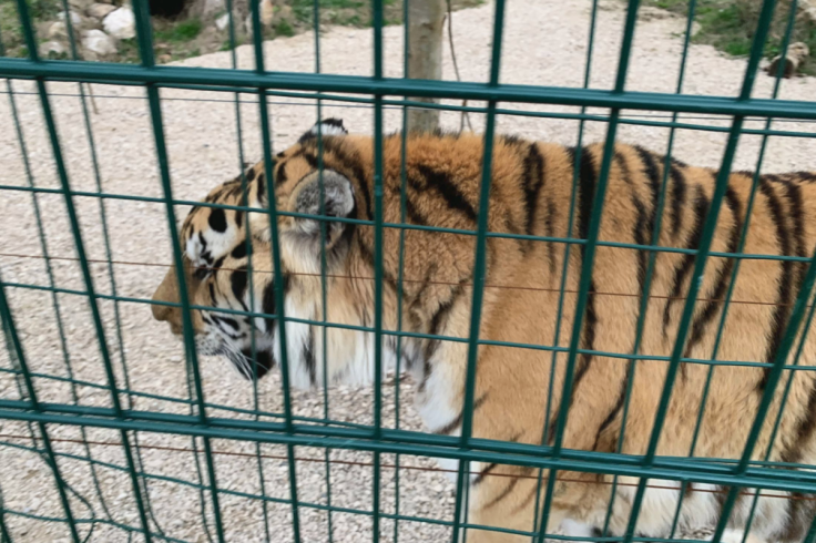 Zoo Animals in Albania