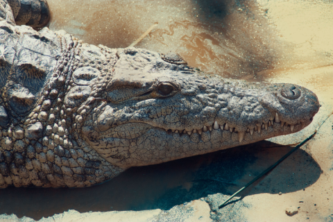 Crocodile