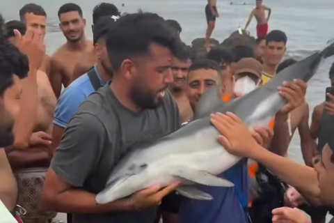 Ceuta Dolphin
