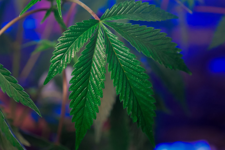 US travel guidance against bringing cannabis