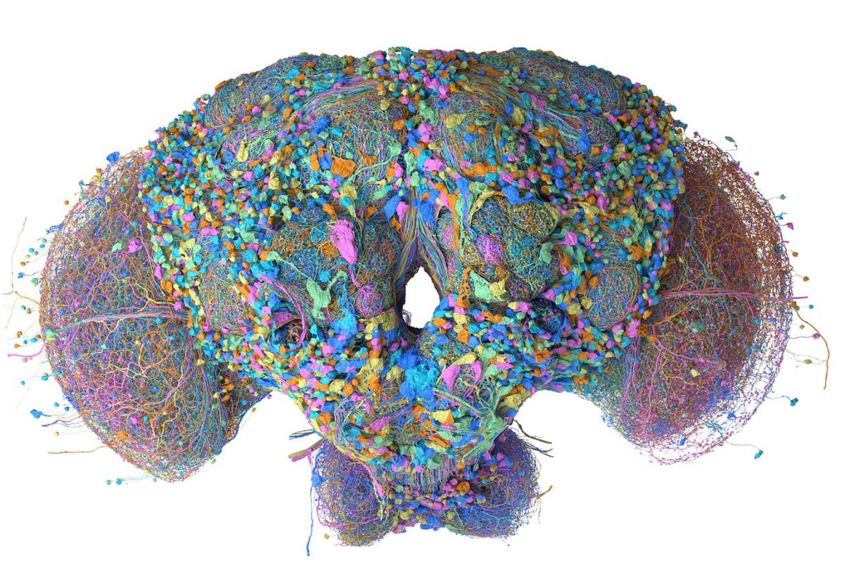 Developers Use Google-Mapped Fruit Fly Brain in Minecraft and Beat Saber, Then Start Building It 'Fruit Fly Heaven'